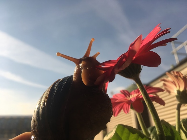 Від мурахи до собаки: які неймовірні тварини живуть в офісах та як компанії стати pet-friendly