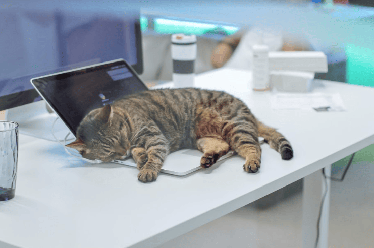 Від мурахи до собаки: які неймовірні тварини живуть в офісах та як компанії стати pet-friendly