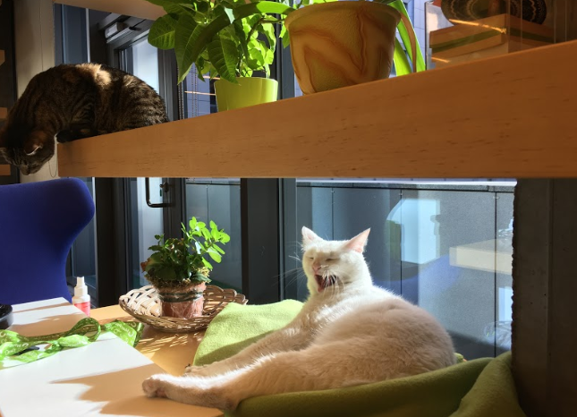 Від мурахи до собаки: які неймовірні тварини живуть в офісах та як компанії стати pet-friendly