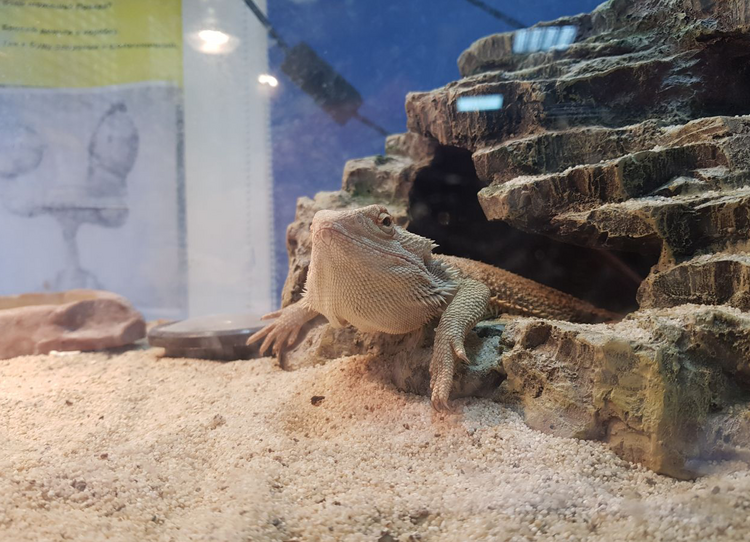 Від мурахи до собаки: які неймовірні тварини живуть в офісах та як компанії стати pet-friendly