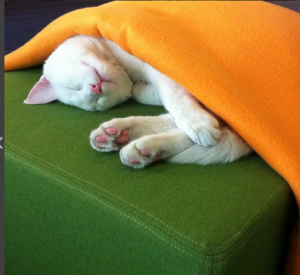 О котиках, валюте и житие эйчара в MacPaw.