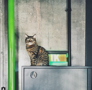 О котиках, валюте и житие эйчара в MacPaw.